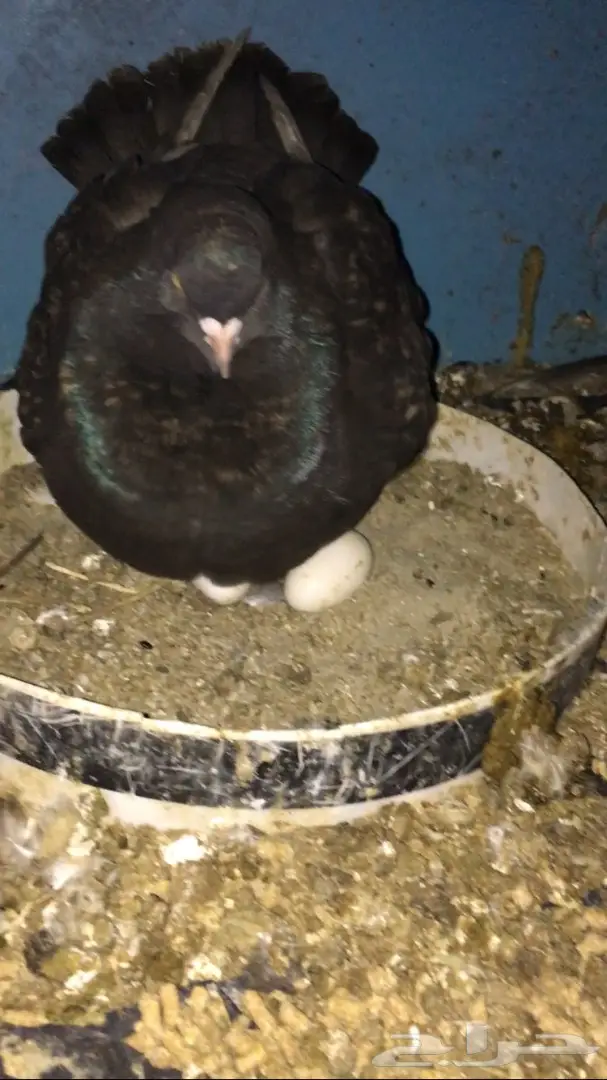 للبيع زوج مودينا منتج تحته بيض الحد250 (image 1)