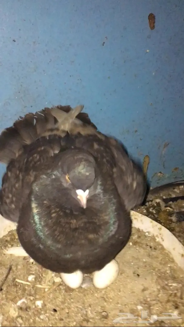 للبيع زوج مودينا منتج تحته بيض الحد250 (image 2)