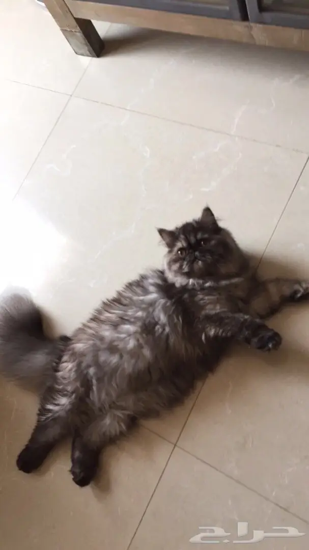 قطط للبيع (image 1)