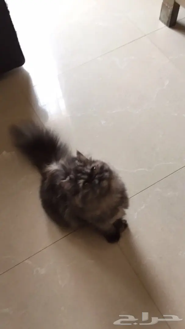 قطط للبيع (image 2)