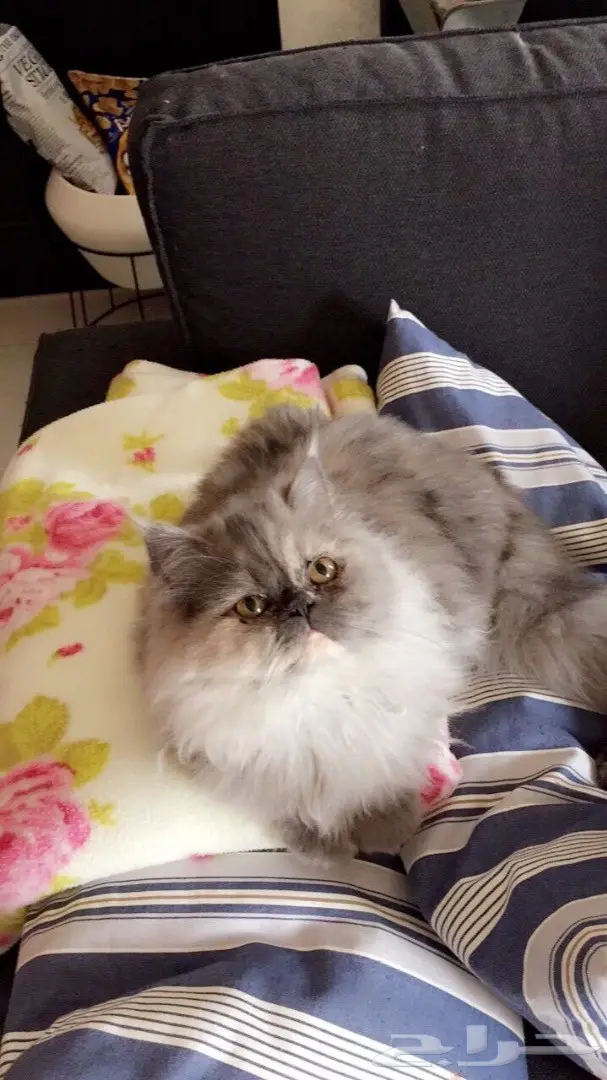 قطط للبيع (image 3)