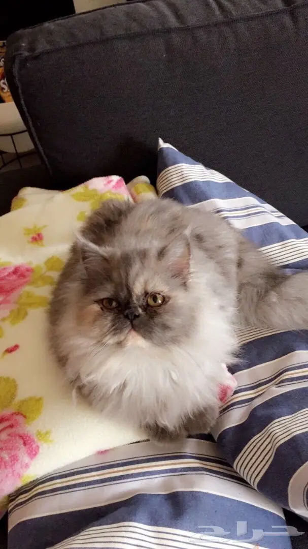 قطط للبيع (image 4)