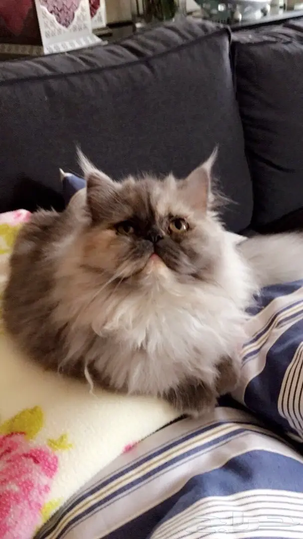 قطط للبيع (image 5)