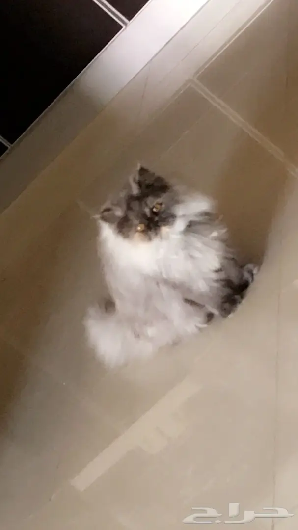 قطط للبيع (image 6)