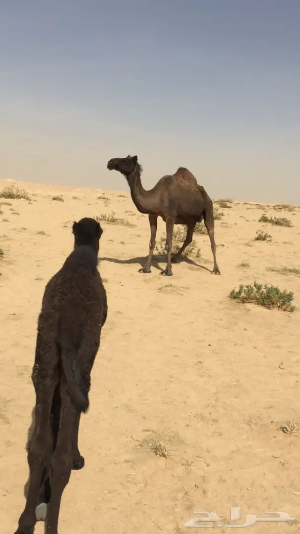 للبيع نياق او بدل في شاص  (image 3)