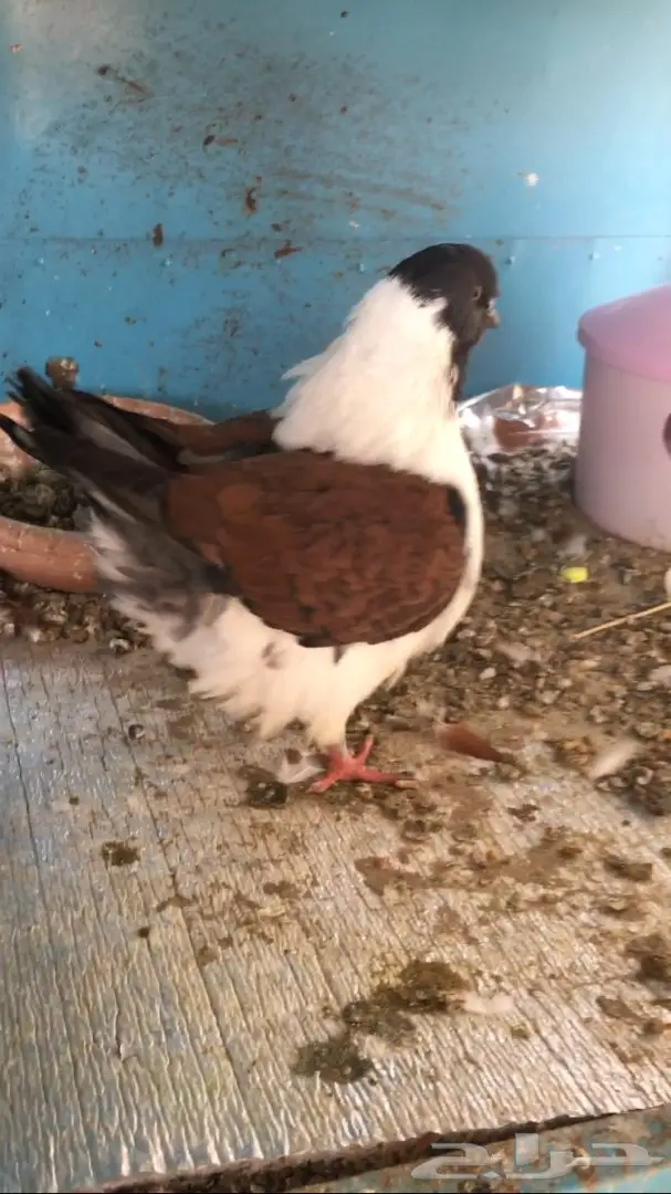 للبيع ذكر كنق مودينامكمل (image 1)