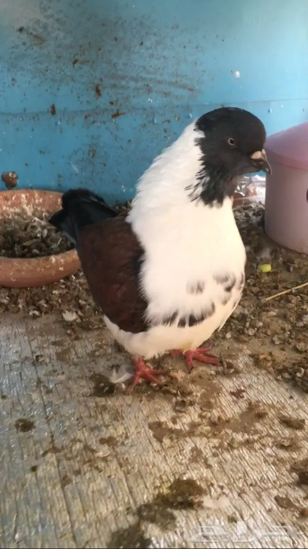 للبيع ذكر كنق مودينامكمل (image 2)