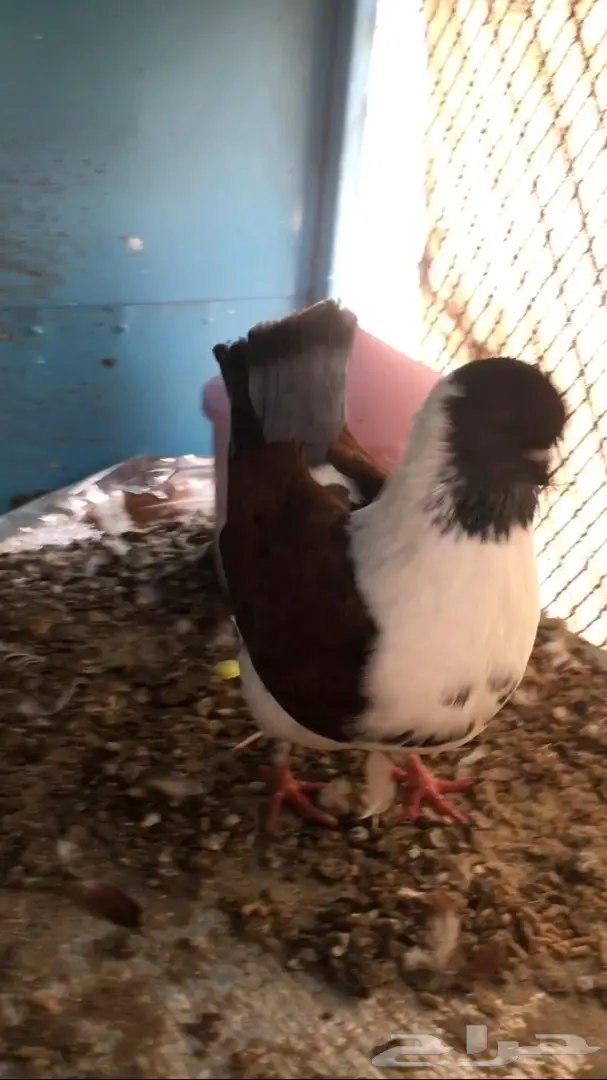 للبيع ذكر كنق مودينامكمل (image 3)