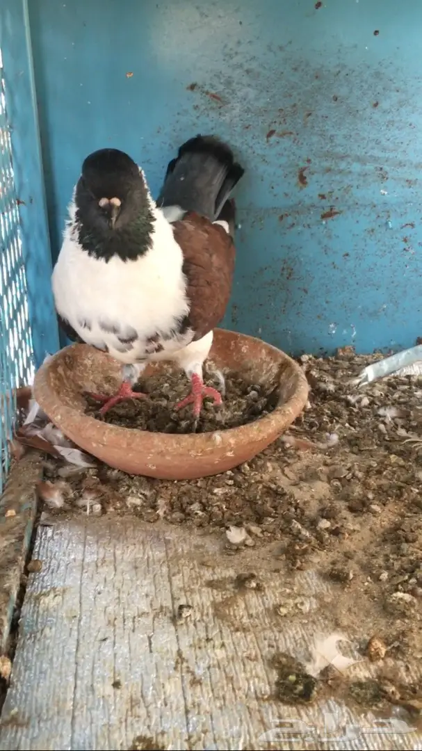 للبيع ذكر كنق مودينامكمل (image 4)