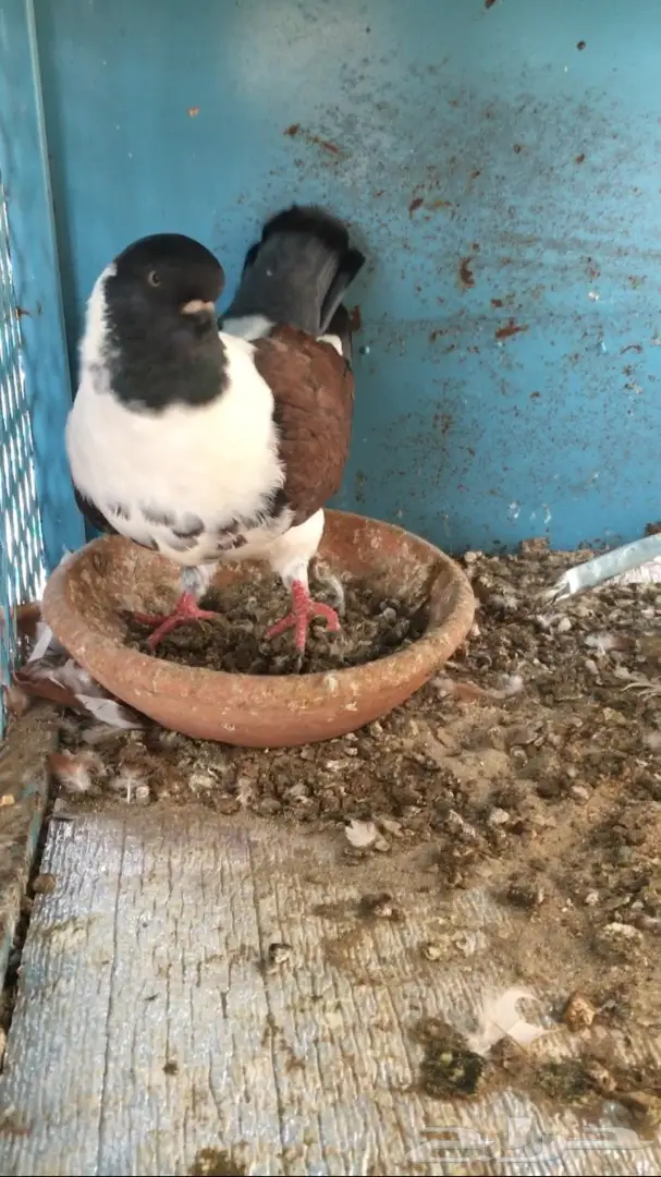 للبيع ذكر كنق مودينامكمل (image 5)