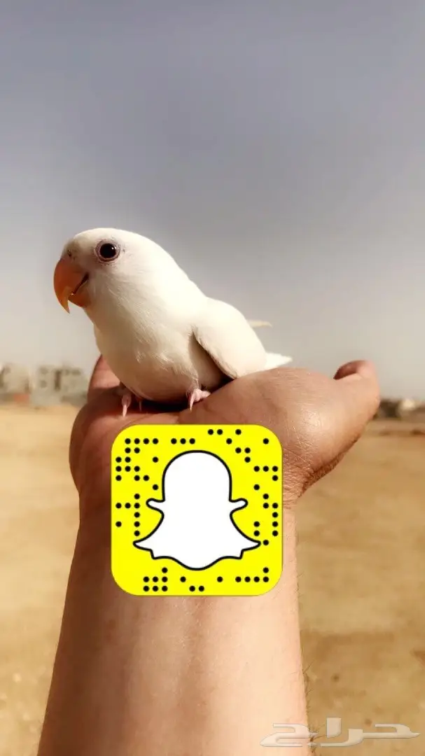 روز البينو هدد