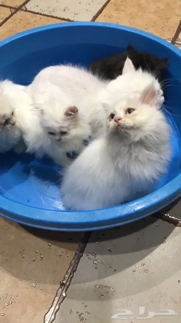 قطط شيرازي  (image 1)