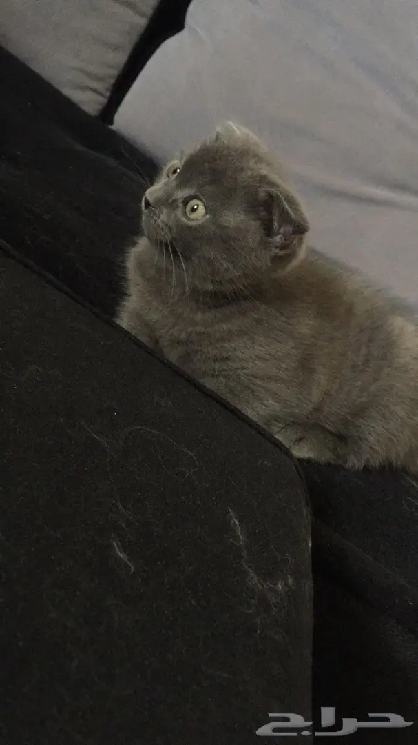 قط للبيع ( هجين بين السكوتش فولد والشيرازي)