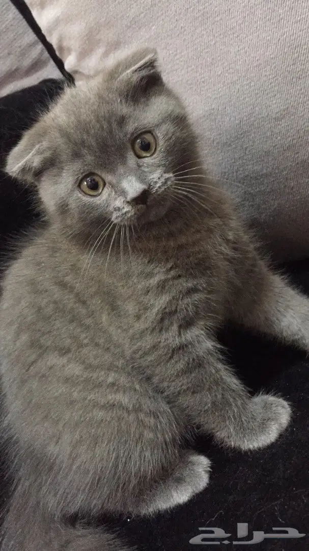 قط للبيع ( هجين بين السكوتش فولد والشيرازي) (image 1)