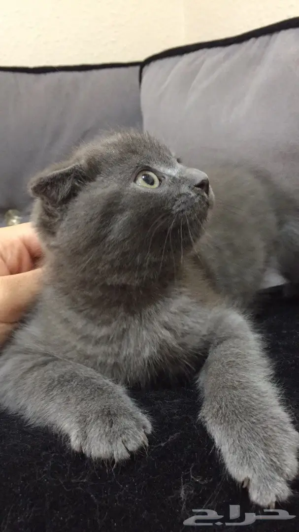 قط للبيع ( هجين بين السكوتش فولد والشيرازي) (image 2)