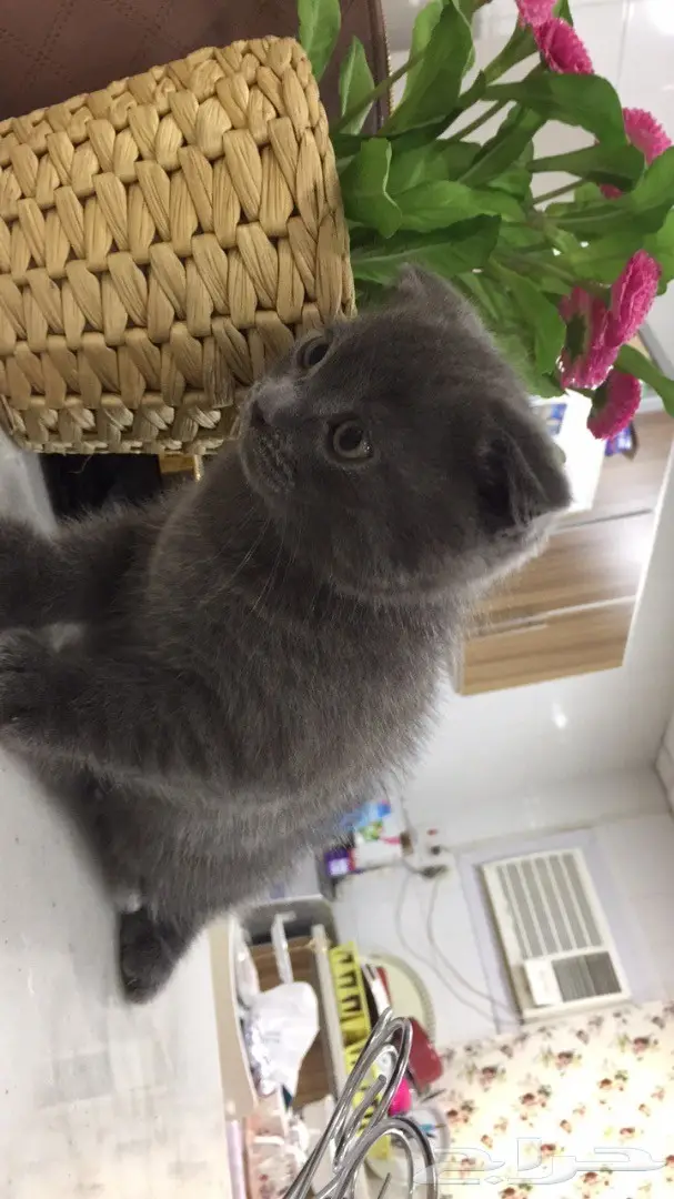 قط للبيع ( هجين بين السكوتش فولد والشيرازي) (image 3)