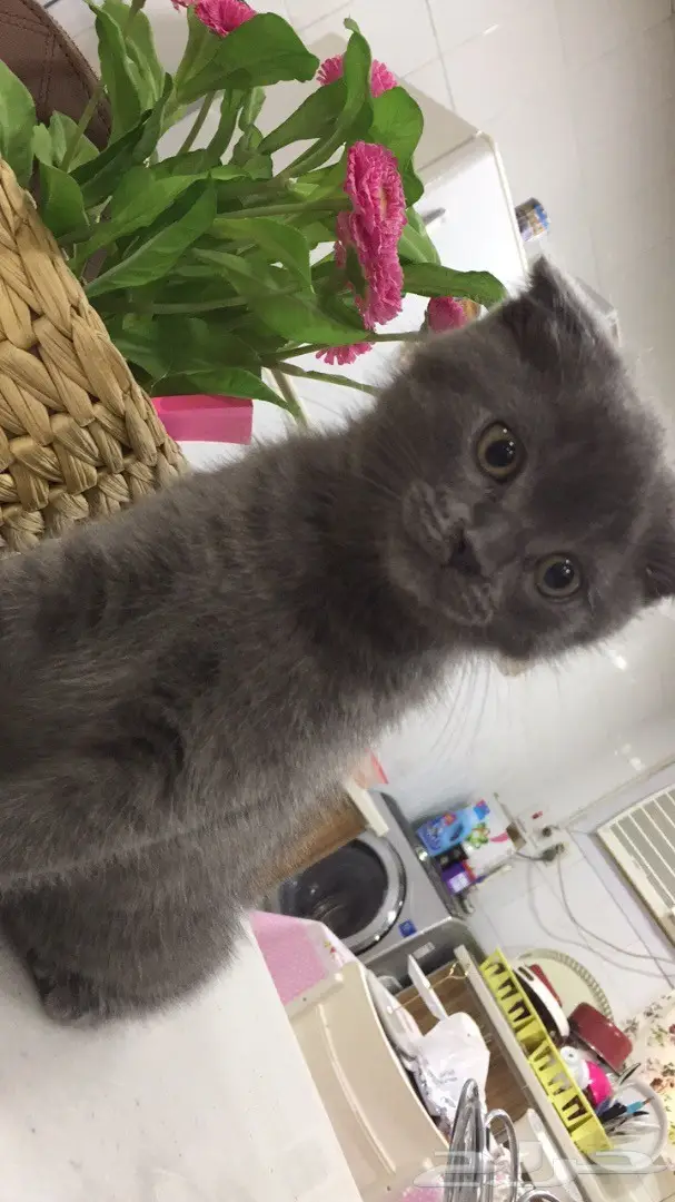 قط للبيع ( هجين بين السكوتش فولد والشيرازي) (image 4)