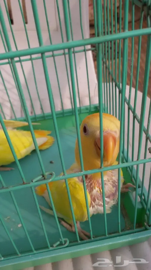 للبيع فرخ روز نهايت غر  (image 3)