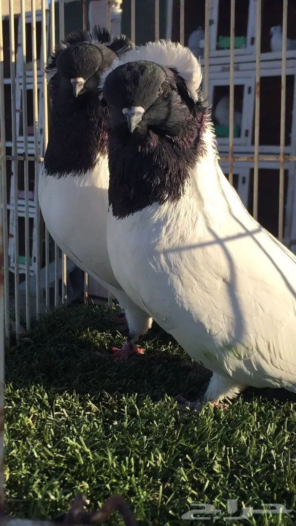 ((جوز سوداني امريكي((فواخر السودنيات)) (image 3)