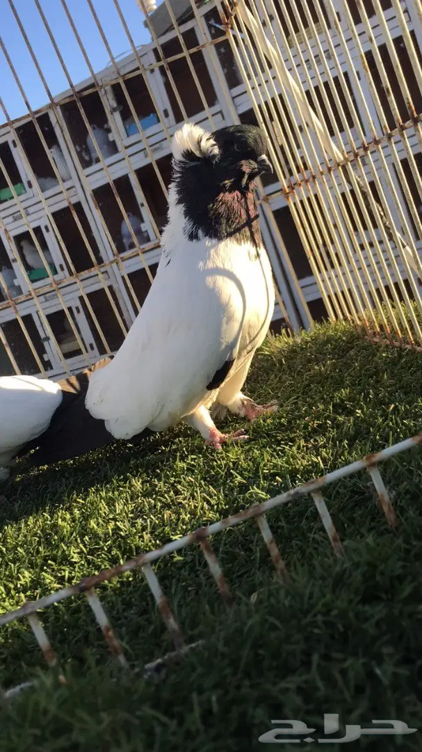 ((جوز سوداني امريكي((فواخر السودنيات)) (image 5)