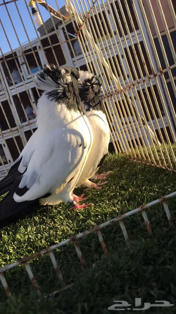 ((جوز سوداني امريكي((فواخر السودنيات)) (image 6)