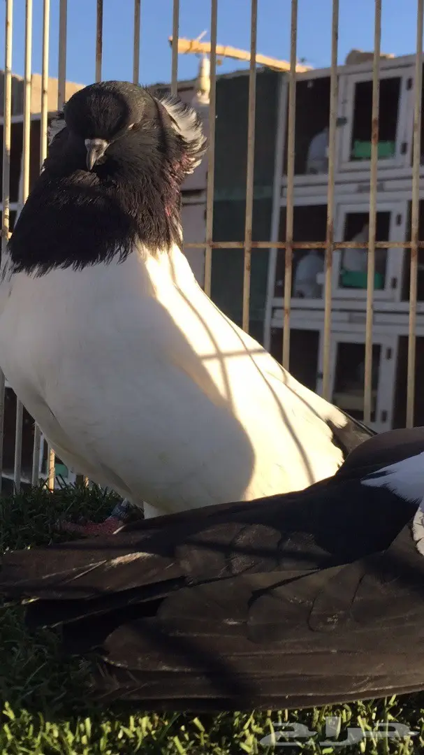 ((جوز سوداني امريكي((فواخر السودنيات)) (image 7)