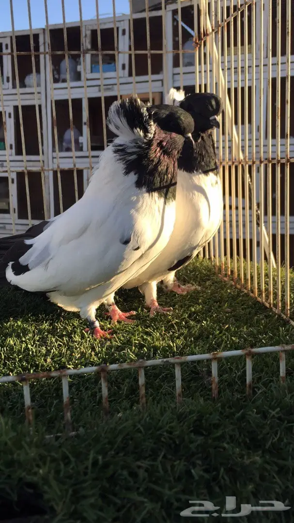 ((جوز سوداني امريكي((فواخر السودنيات)) (image 9)