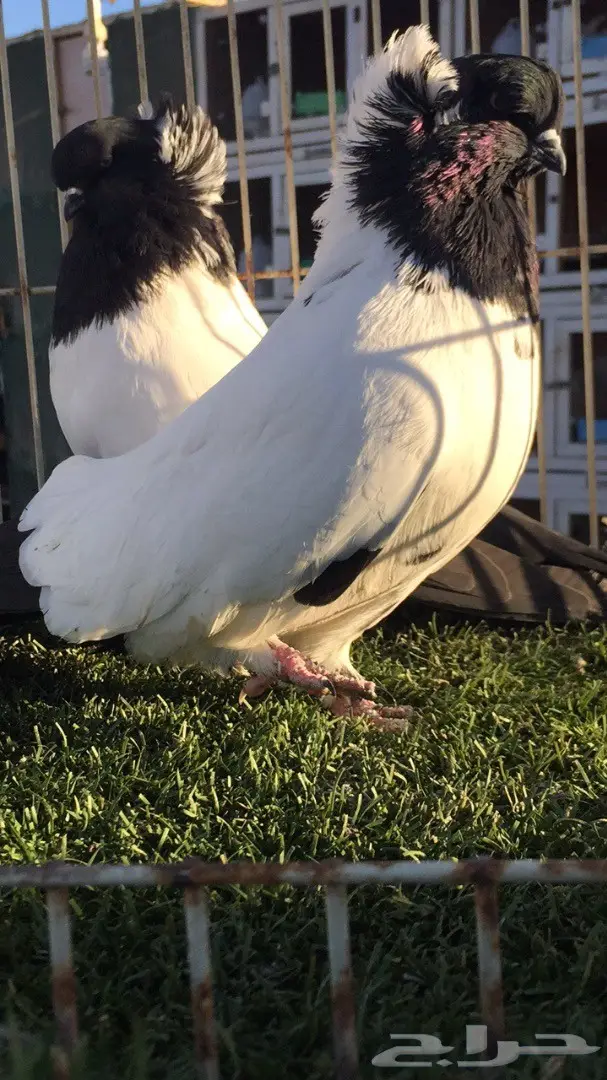 ((جوز سوداني امريكي((فواخر السودنيات)) (image 11)