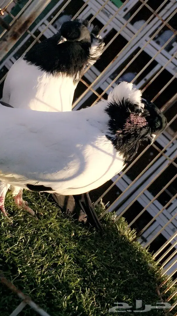 ((جوز سوداني امريكي((فواخر السودنيات)) (image 12)