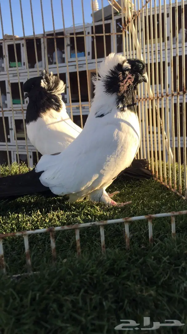 ((جوز سوداني امريكي((فواخر السودنيات)) (image 16)