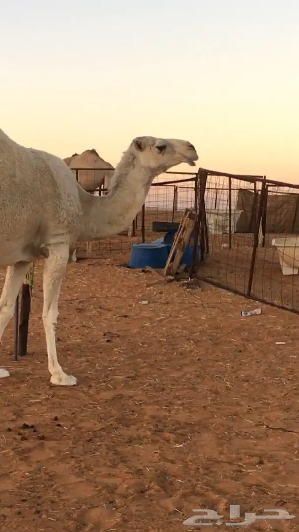 القحه وضحى كفوو