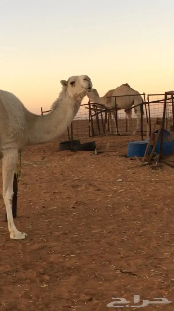 القحه وضحى كفوو (image 1)