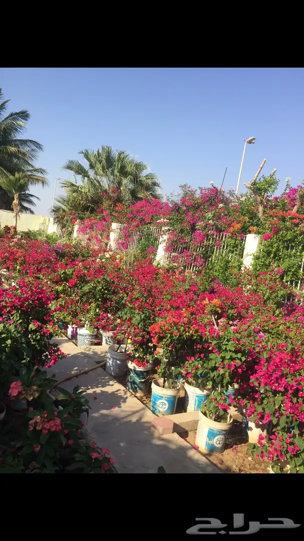 شتلات زراعية ونباتات زينة ونجيلة طبيعية للبيع