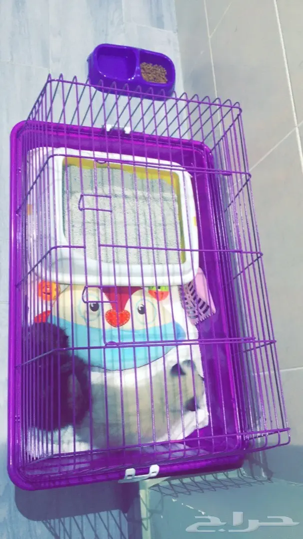 قطه شرازي للبيع 