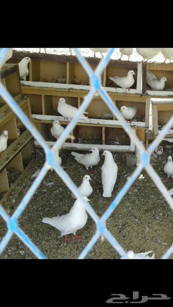 حمام فرنسي  (image 2)