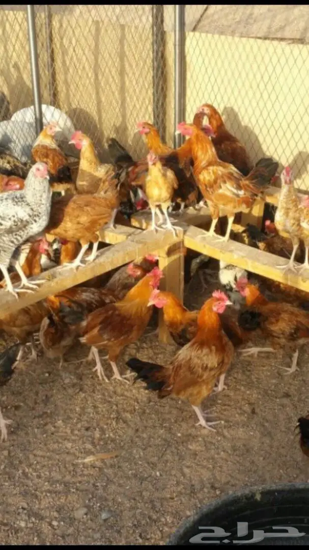 ديوك و دجاج بلدي للبيع جمله  (image 5)