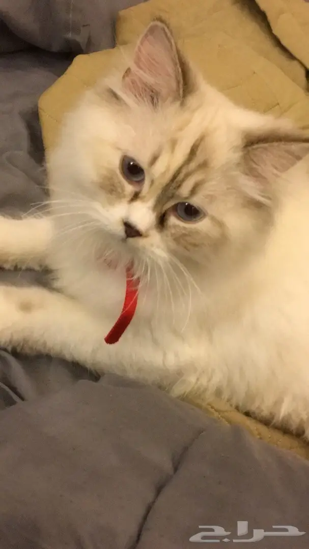 قطه للتبني (image 1)