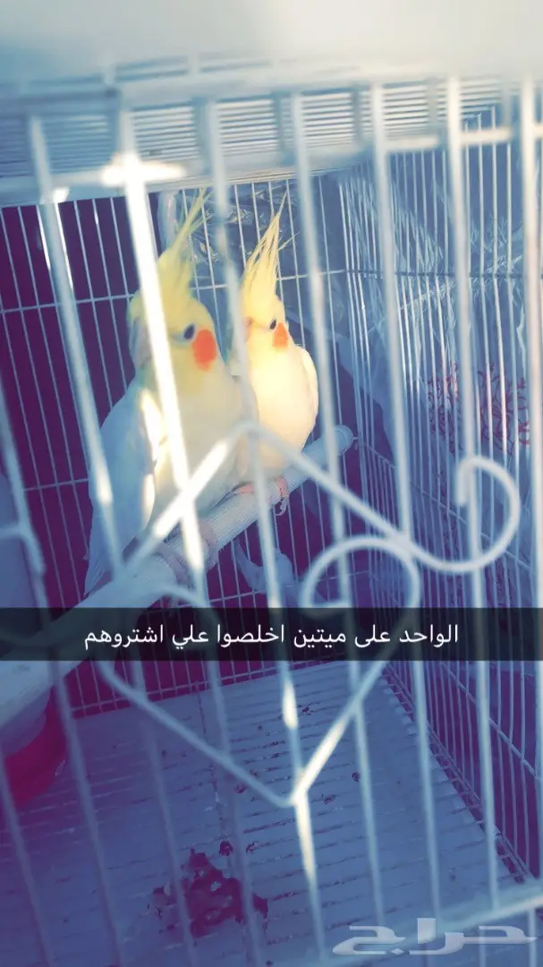 كروان لاتيني اصفر 