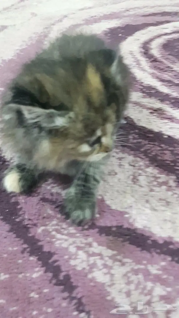 قطط أنثى وذكر مميزة للبيع - فرصة لا تُفوّت! (image 1)