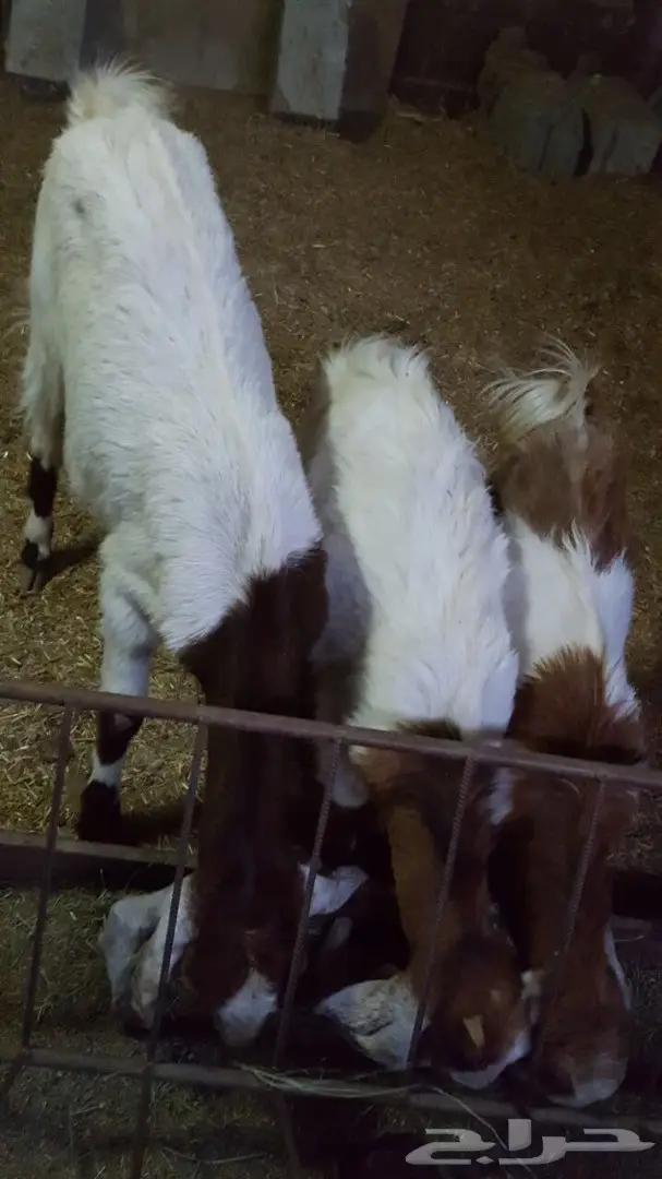 غنم معزا سوريه وهولنديه للبيع  (image 1)