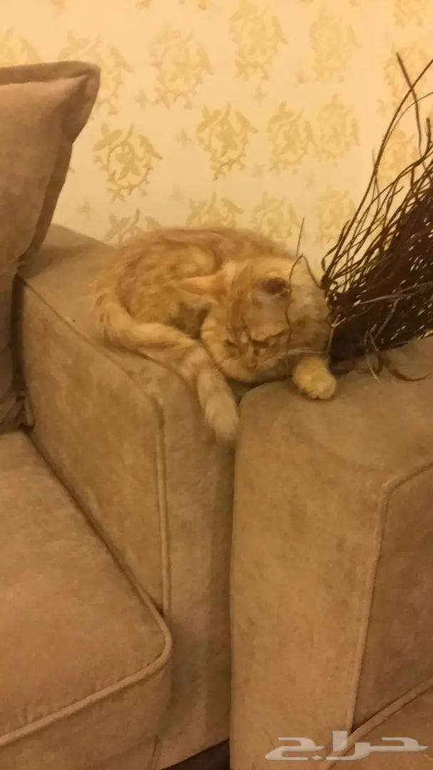 قطه شيرازي (image 4)