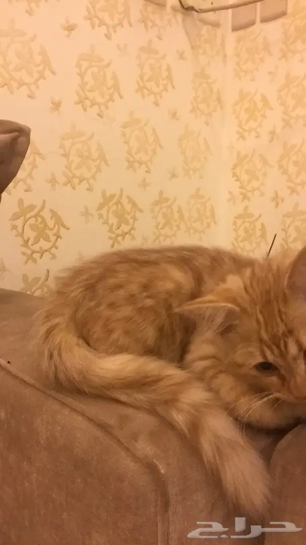 قطه شيرازي (image 5)