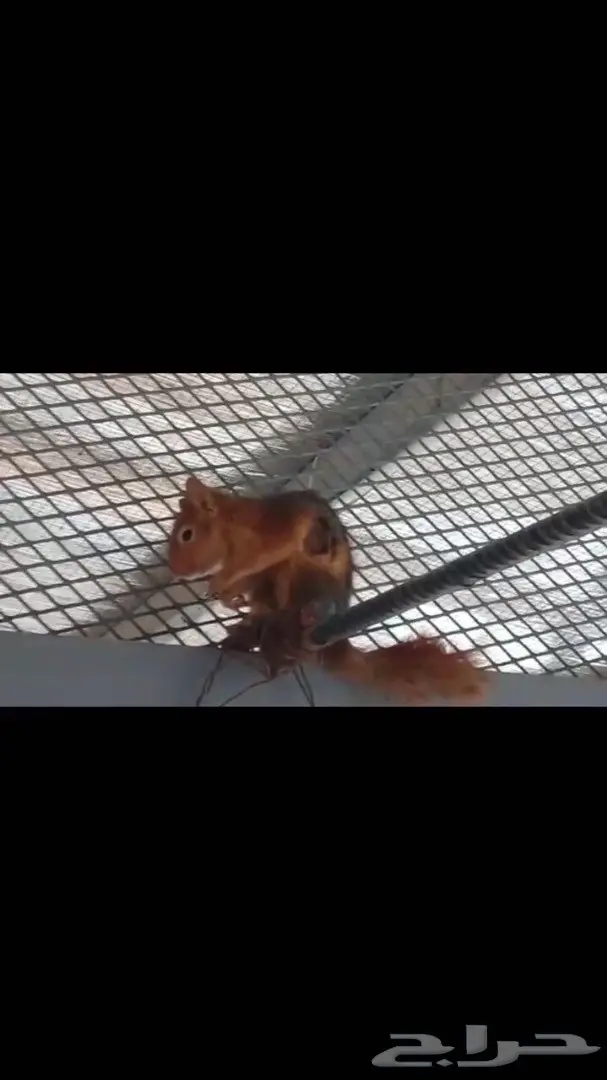 سناجب سوريه - طازجة و أصيلة