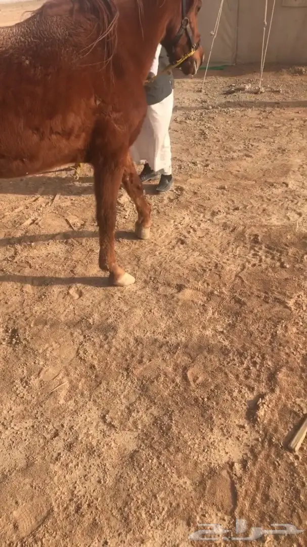 حصان شعبي عمره7 سنوات  (image 2)