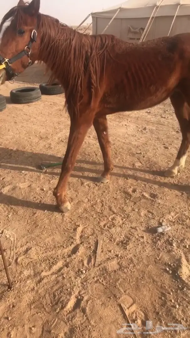 حصان شعبي عمره7 سنوات  (image 3)