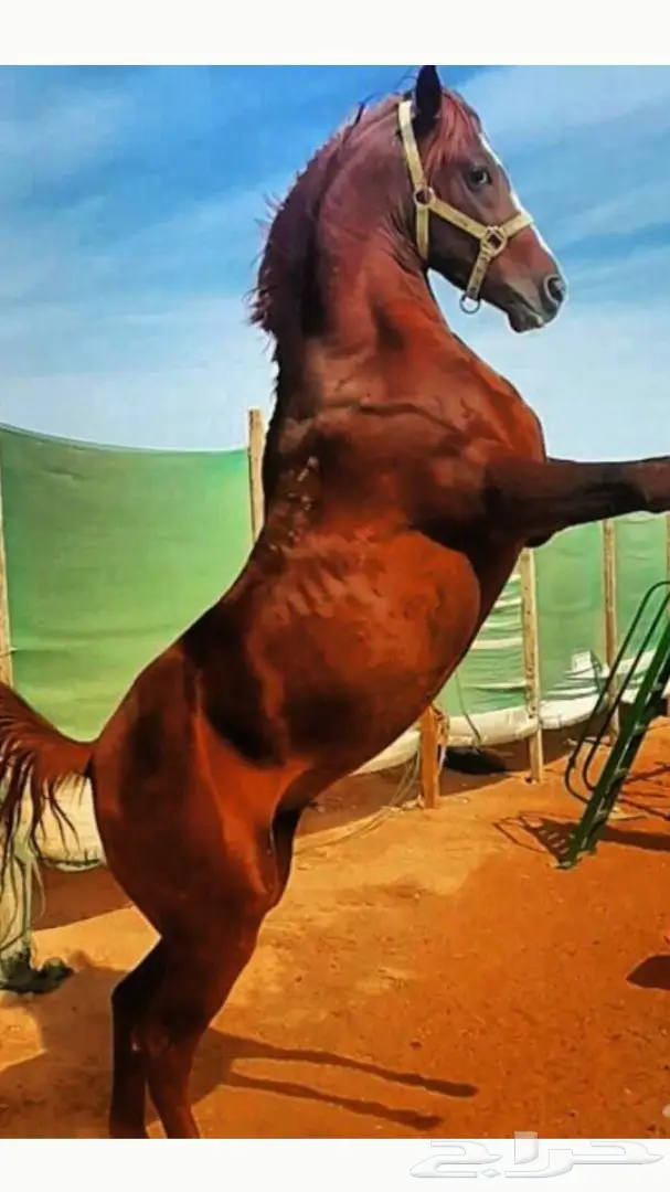 حصان شعبي عمره7 سنوات  (image 4)