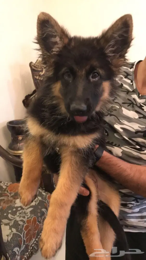 انثى جيرمن شيبرد للبيع (image 3)