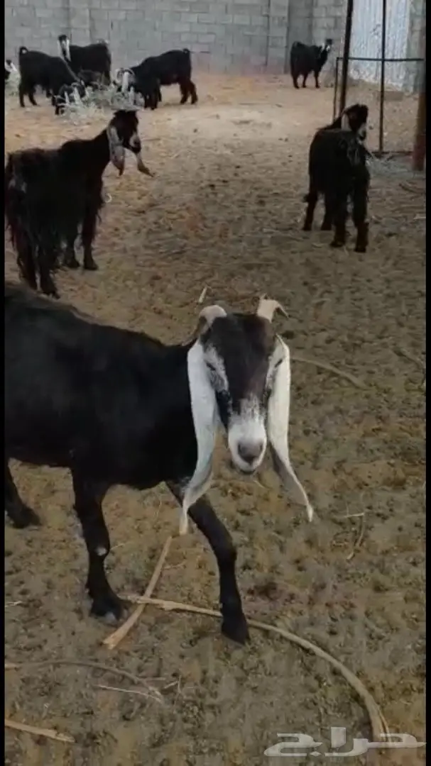 معزا عوارض - فرصة لا تُفوّت! (image 1)