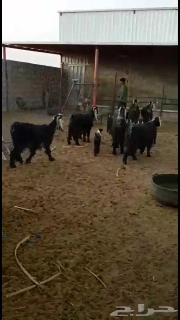 معزا عوارض - فرصة لا تُفوّت! (image 3)