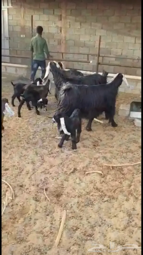 معزا عوارض - فرصة لا تُفوّت! (image 4)